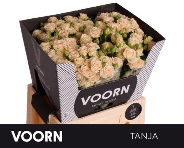 <h4>Rosa spray tanja</h4>