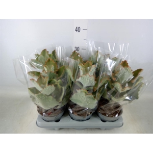 Kalanchoe NF beharensis