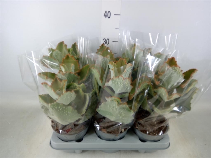 <h4>Kalanchoe NF beharensis</h4>