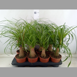 Beaucarnea recurvata