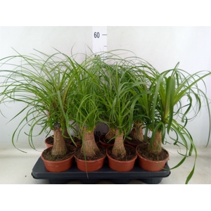 Beaucarnea recurvata
