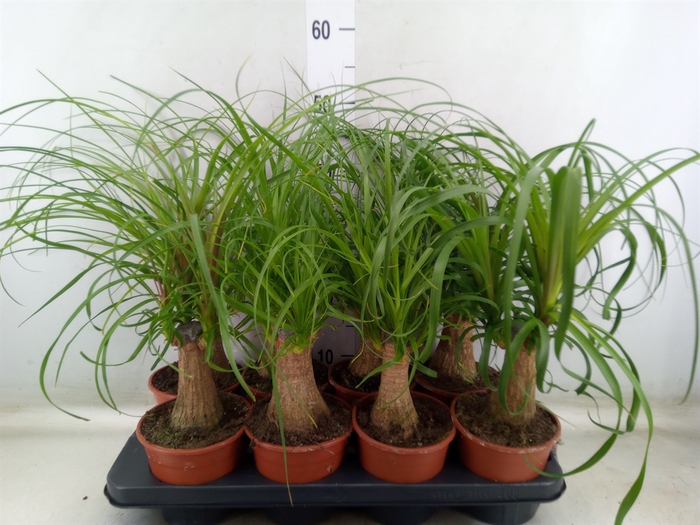 <h4>Beaucarnea recurvata</h4>