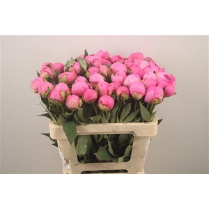 Paeonia L Dr A Fleming