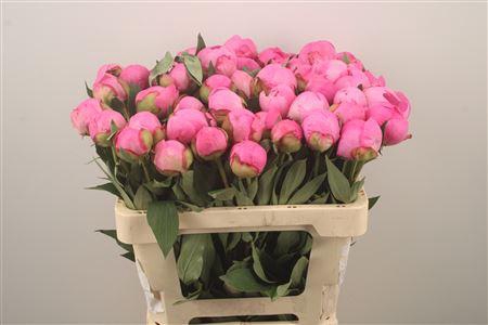 <h4>Paeonia L Dr A Fleming</h4>
