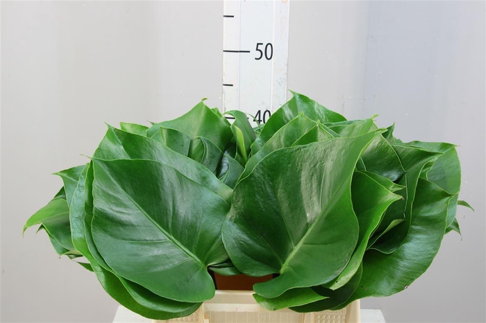 <h4>Monstera 15</h4>