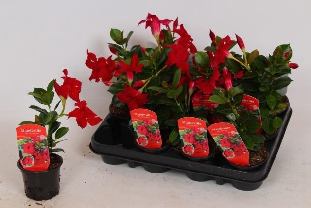 <h4>MANDE RIO PETITE RED</h4>