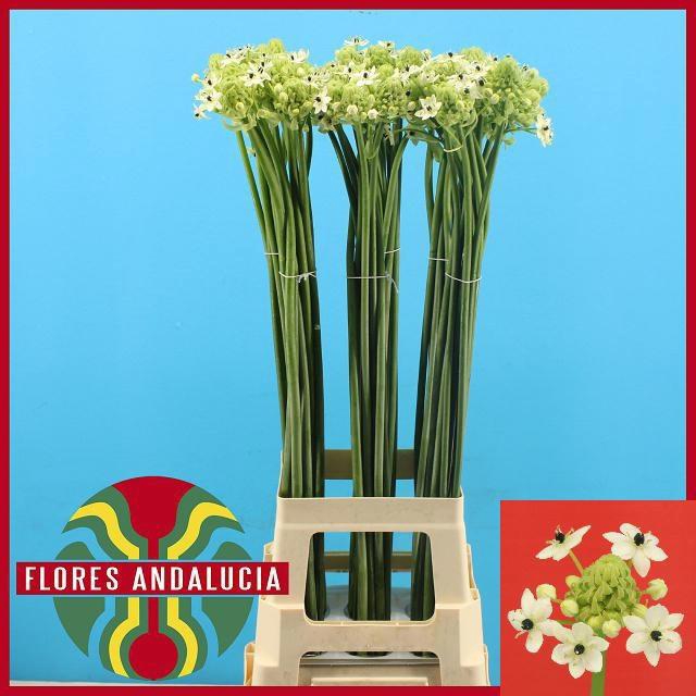 <h4>ORNIT SAUNDERSIAE</h4>