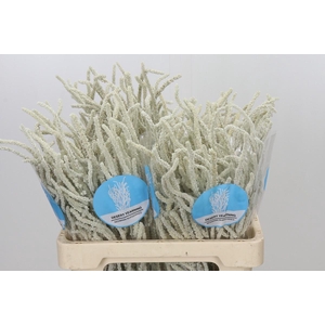 Amaranthus Yearming Desert