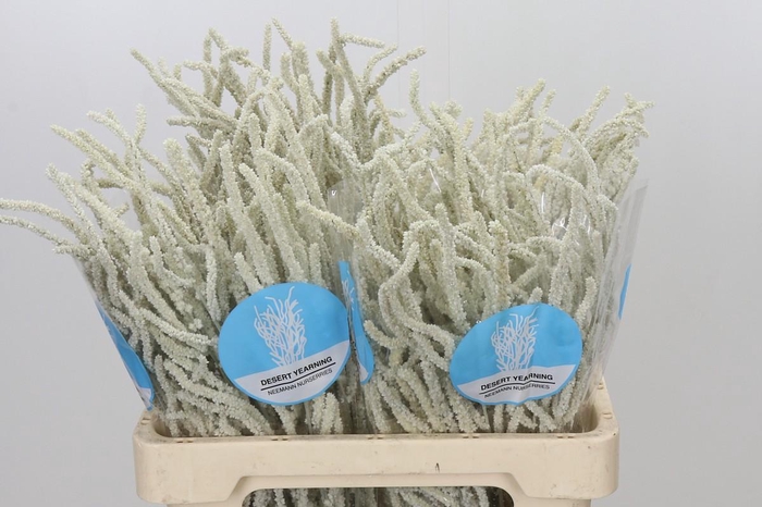 <h4>Amaranthus Yearming Desert</h4>