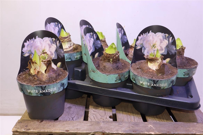 <h4>arr8 Hipp Ga Whi Amadeus</h4>