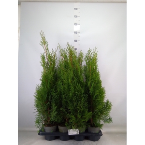 Thuja occid. 'Smaragd'