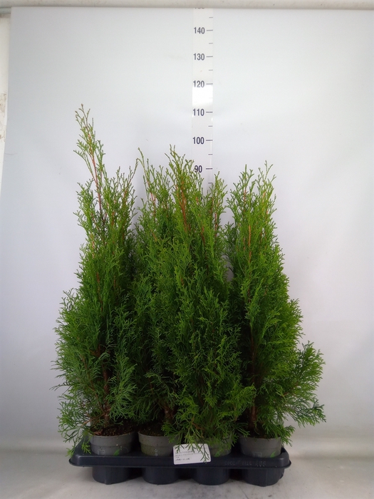 <h4>Thuja occid. 'Smaragd'</h4>