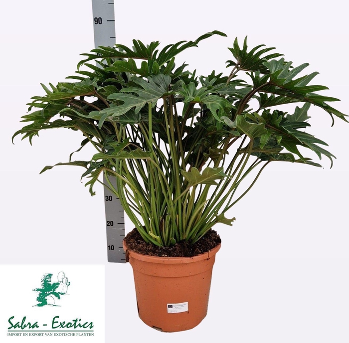 <h4>PHIL XANADU</h4>