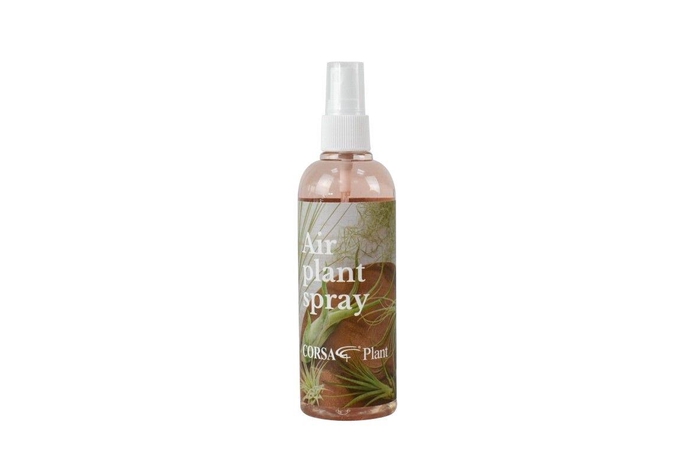 <h4>tillandsia spray</h4>