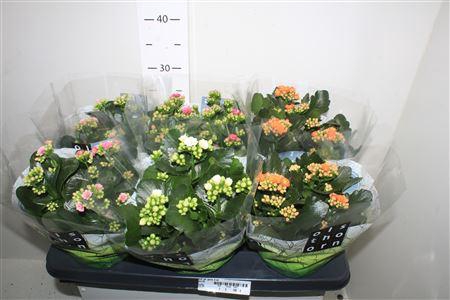 <h4>Kal Ge Gem 4 Kl</h4>