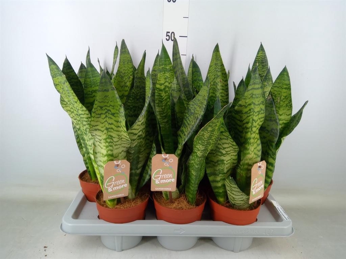 <h4>Sansevieria zeylanica</h4>