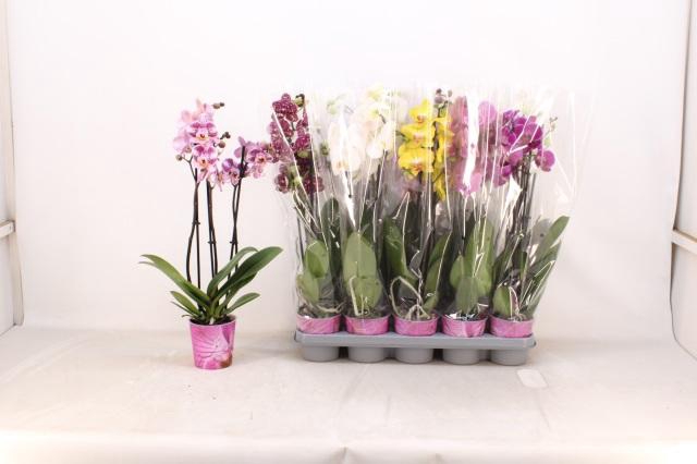 <h4>PHAL GEM 5 KL</h4>