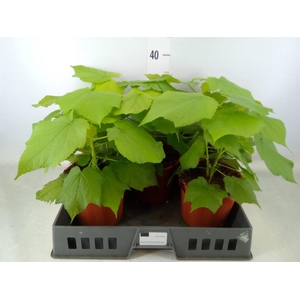 Sparrmannia africana