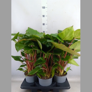 Homalomena rubescens 'Maggy'