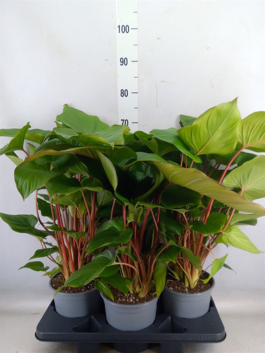 <h4>Homalomena rubescens 'Maggy'</h4>