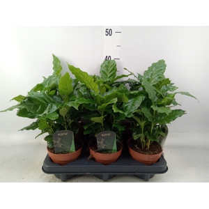 Coffea arabica