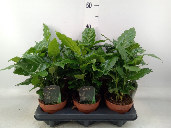 <h4>Coffea arabica</h4>