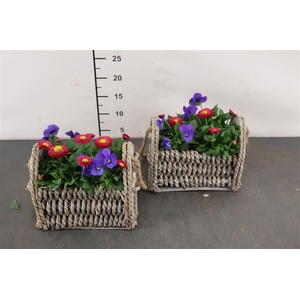 ! A * Arr. Zeegras Mand Voorjaar 20 Cm.