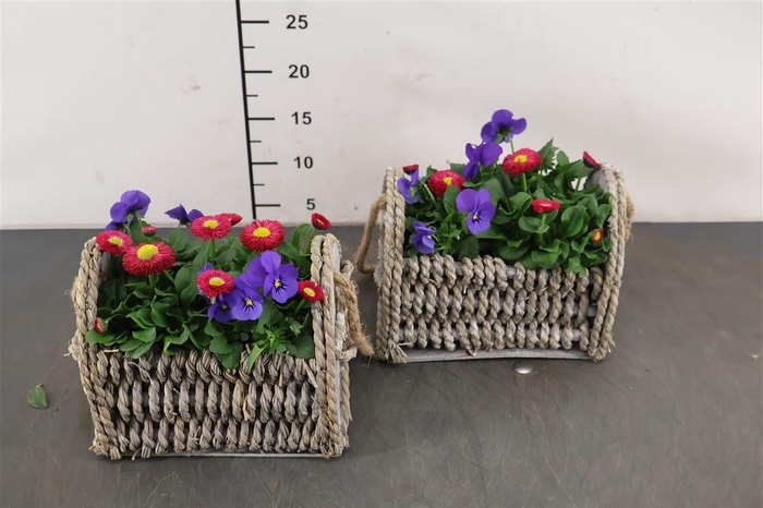 <h4>! A * Arr. Zeegras Mand Voorjaar 20 Cm.</h4>