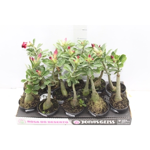 ROSA DO DESERTO DOBRADO P11