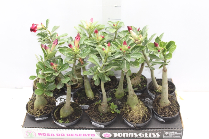 ROSA DO DESERTO DOBRADO P11