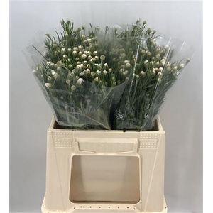 Centaurea White Bianco