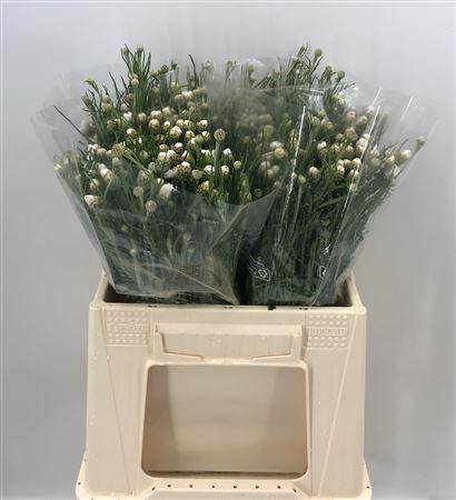 <h4>Centaurea White Bianco</h4>