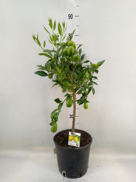 <h4>Citrus   ...</h4>