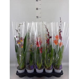 Burrageara  'Nelly Isler'