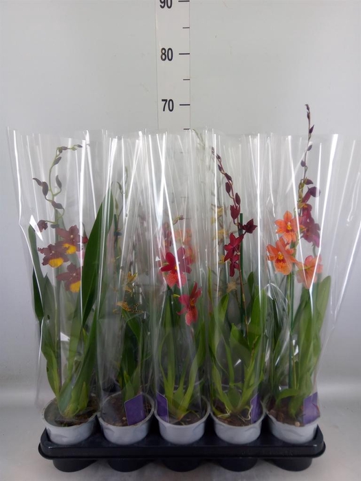 <h4>Burrageara  'Nelly Isler'</h4>