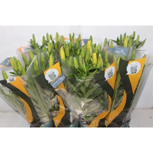 LIRIO TINY BEE P15
