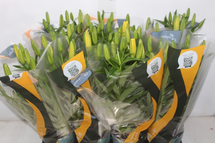 <h4>LIRIO TINY BEE P15</h4>