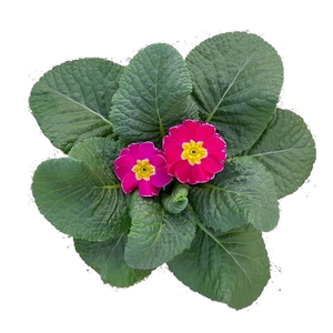 Primula ac. 'Cairo Rose'