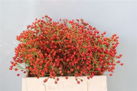Rosa Prinsberry Fire