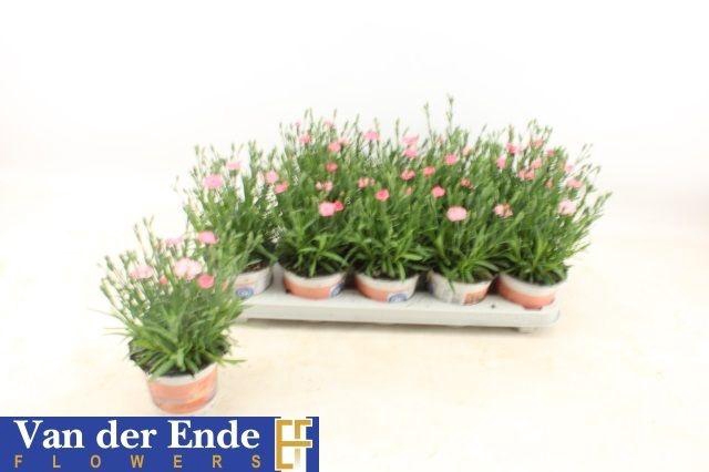 arr8 Dian Di Peach Party