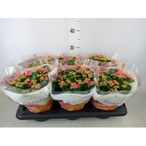 Kalanchoe blos. 'RosDon Nando'