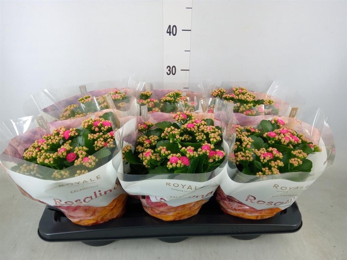 <h4>Kalanchoe blos. 'RosDon Nando'</h4>