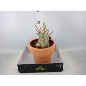 Adenium NB 'Ansu Baobab'