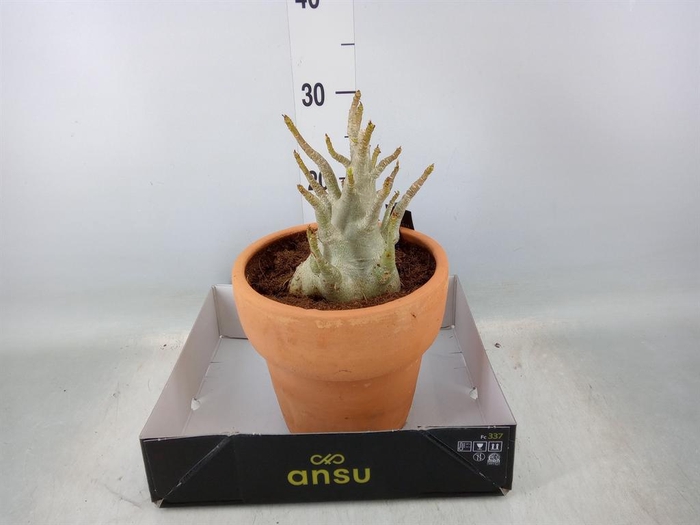 <h4>Adenium NB 'Ansu Baobab'</h4>