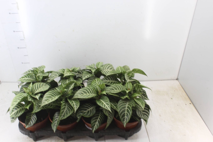 <h4>APHELANDRA COM FLOR P15 COM FLOR</h4>