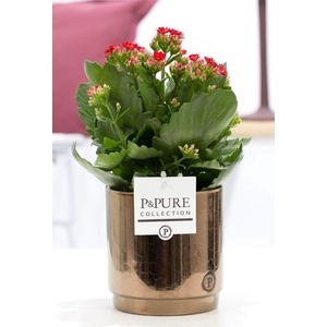 Kalanchoe red in P&PURE Juliette ceramics goldbronze