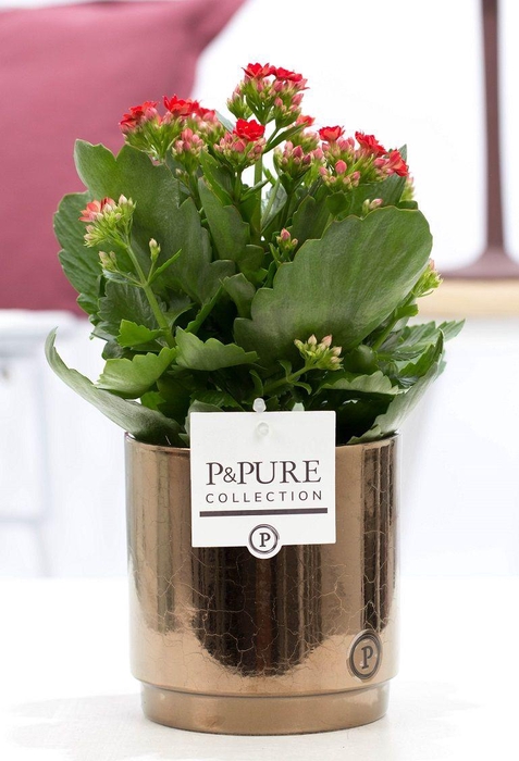 <h4>Kalanchoe red in P&PURE Juliette ceramics goldbronze</h4>