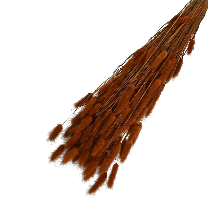 <h4>Droogbloem Lagurus 65cm 100g</h4>