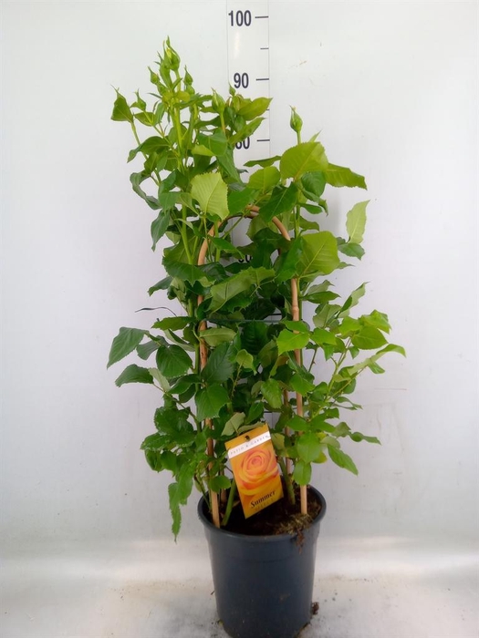 <h4>Rosa FL 'Summer Select'</h4>