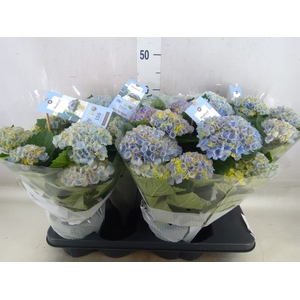 Hydrangea mac. 'Magical Revolution'